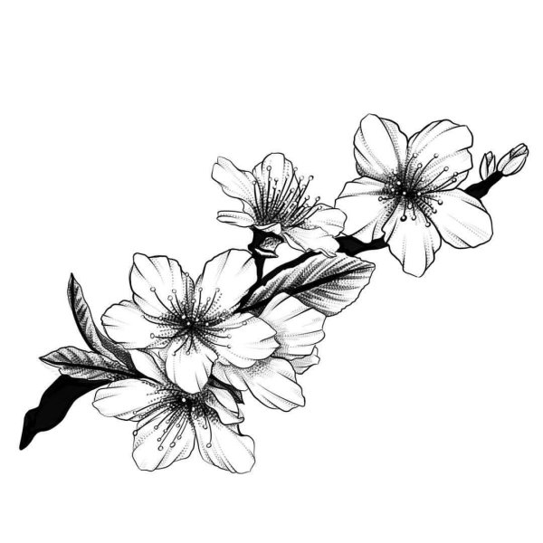 Сакура карандашом