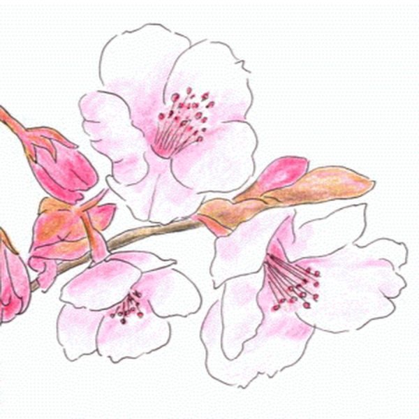 Сакура рисунок карандашом