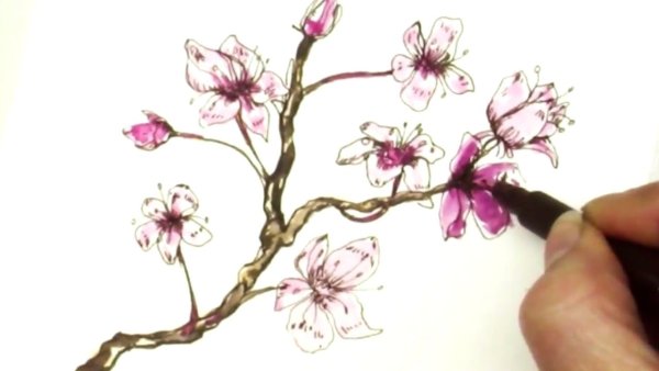 Ветка Сакуры эскиз