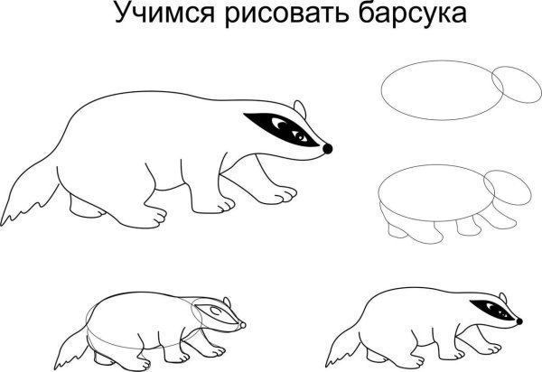 Как нарисовать барсука