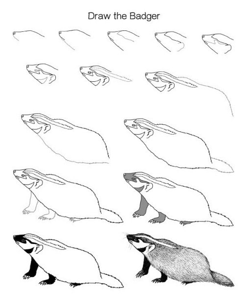 Барсук рисунок раскраска