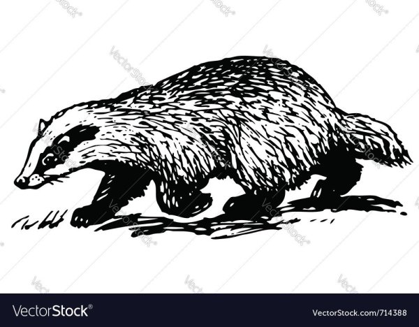 Американский барсук