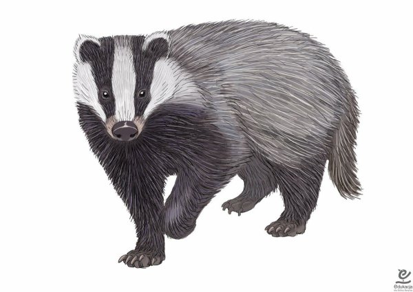 Барсук раскраска для детей 4-5 лет