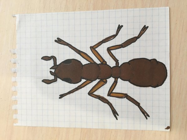 Строение муравья для детей