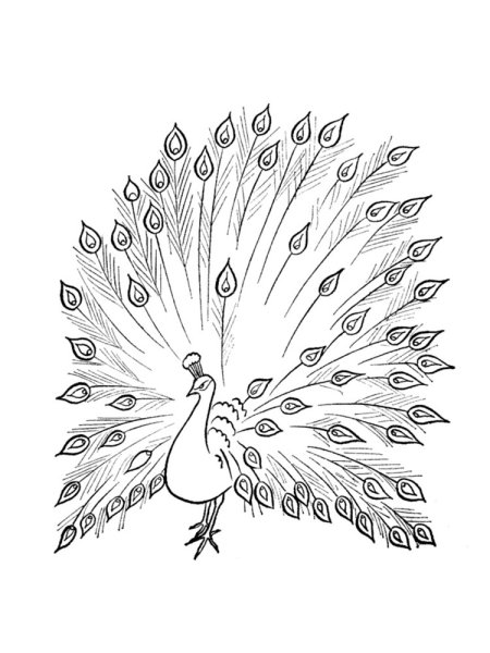 As proud as a Peacock picture for Kids