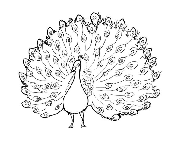 Павлин трафарет