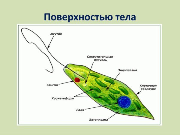 Хлоропласты у эвглены зеленой