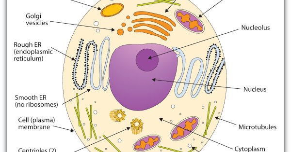 Строение эукариотической клетки без подписей