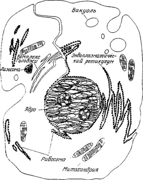 Строение эукариотической клетки животного