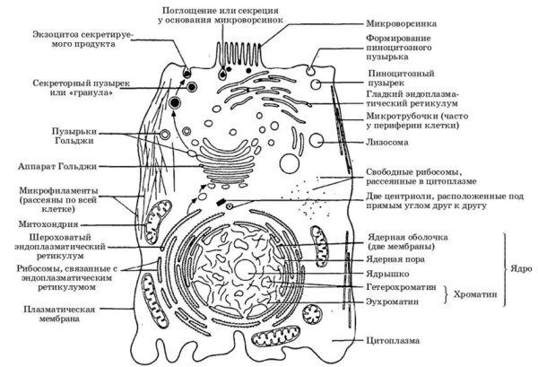 Строение клетки животного рисунок