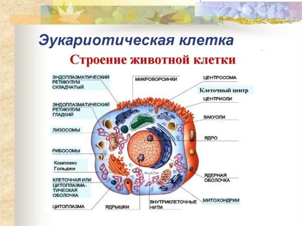 Структура эукариотическая клетка Прокариотическая клетка