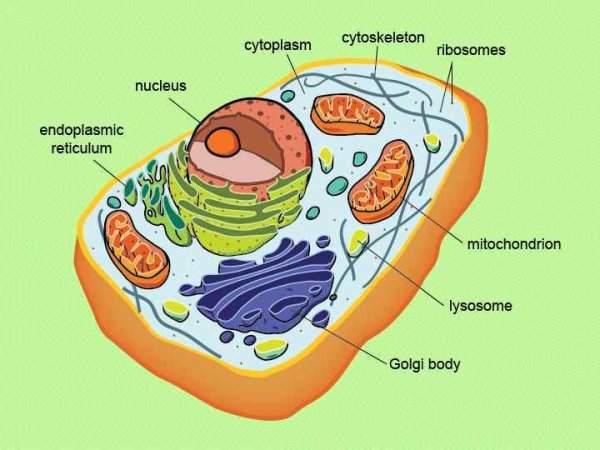 Рис 2 схема строения животной клетки
