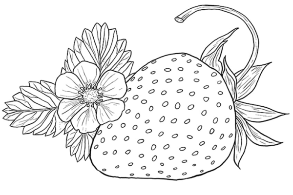 Клубника карандашом