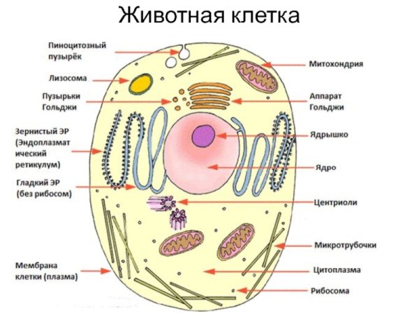 Строение растительной клетки чб