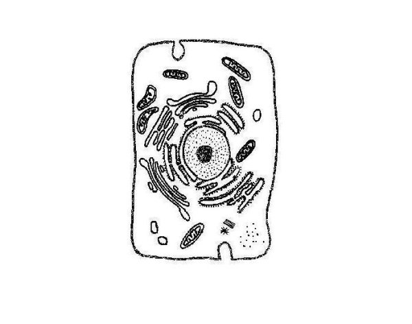 Структура эукариотической животной клетки