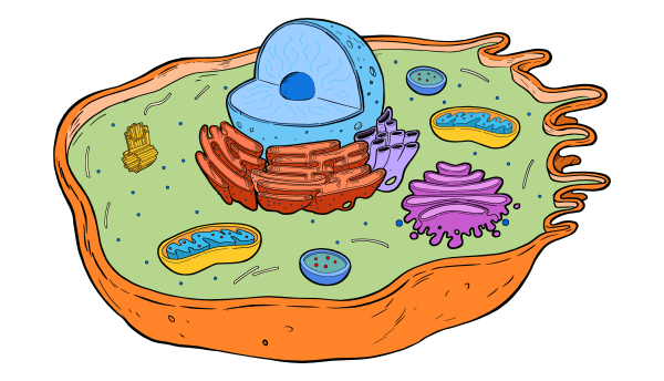 Клетка гриба строение без подписей