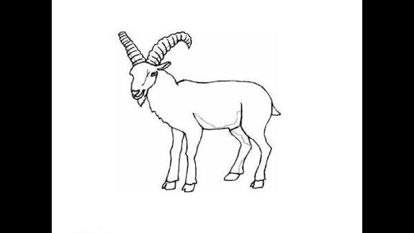 Горный козел раскраска