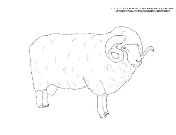 Поэтапное рисование овечки для детей