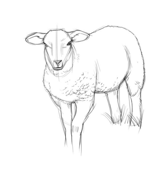 Схема рисования овечки для детей