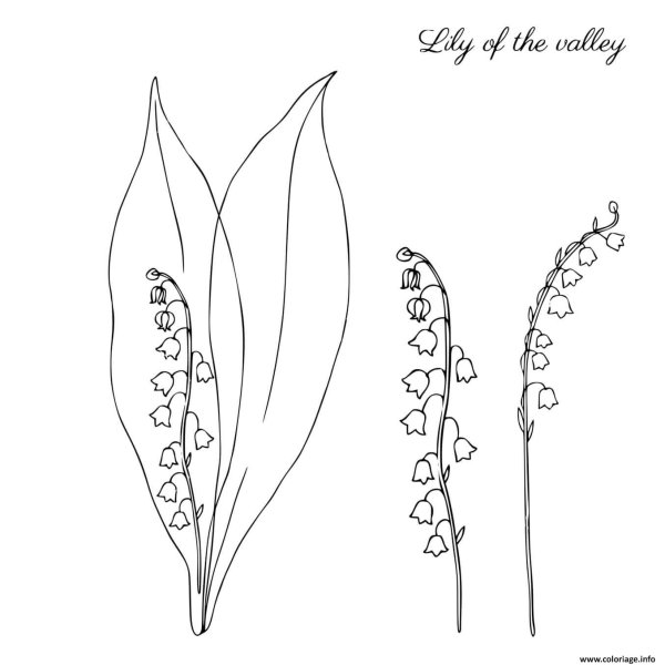 Лист ландыша трафарет