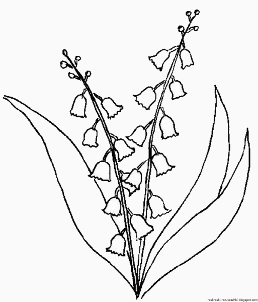 Ландыш Майский венчик