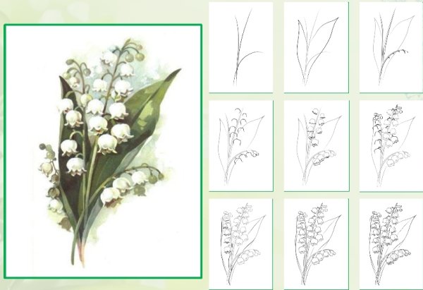 Поэтапный рисунок ландыша