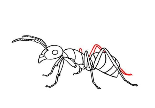 Рисунок муравья карандашом для срисовки