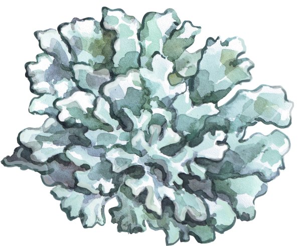 Пармелия бороздчатая рисунок