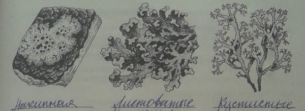 Кустистый лишайник нарисовать