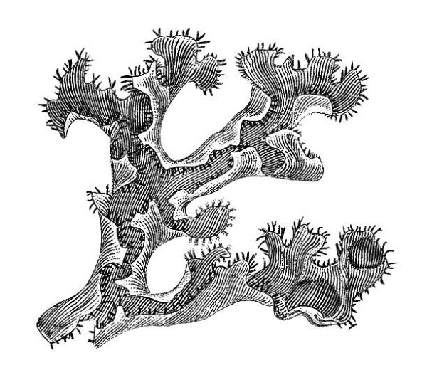 Лишайник карандашом
