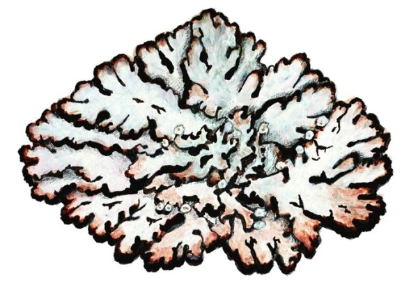 Гипогимния биттера