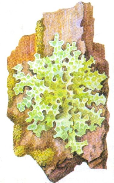 Накипной лишайник рисунок