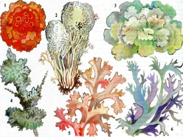 Что такое Олений мох в биологии