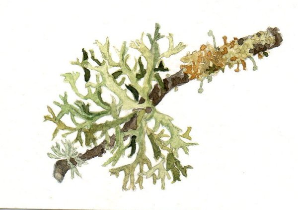 Цетрария Исландская Фармакогнозия