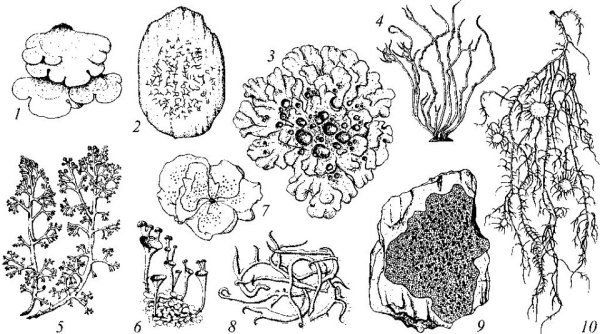 Бактерии грибы лишайники