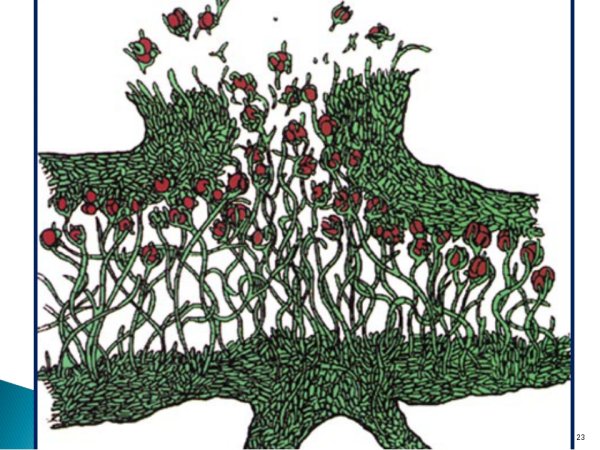 Лишайник ягель строение