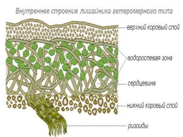 Внутреннее строение лишайника 5 класс биология