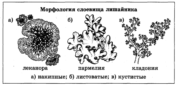 Накипные лишайники строение