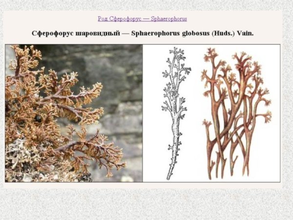 Лишайники Оренбургской области