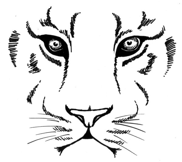 Морда тигра для срисовки