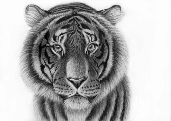 Морда тигра