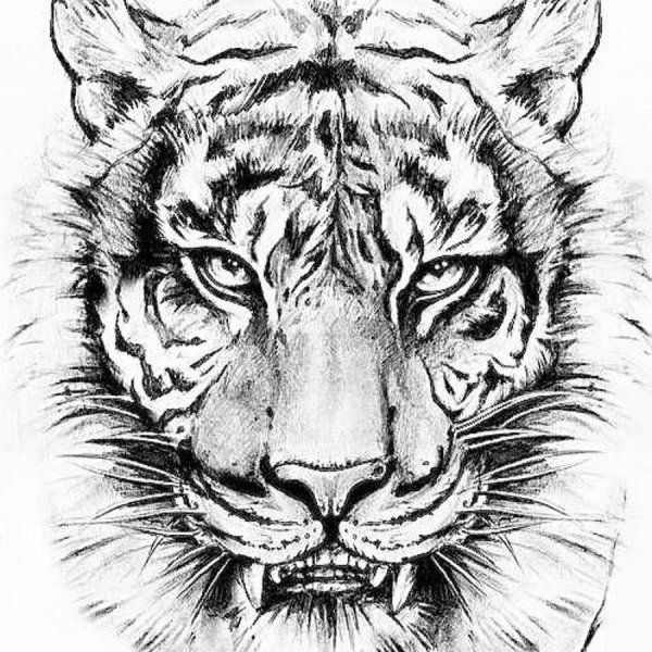 Тигр эскиз