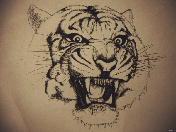 Стилизованная голова тигра