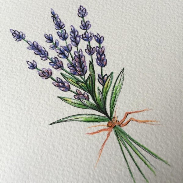 Внешнее строение лаванды схема