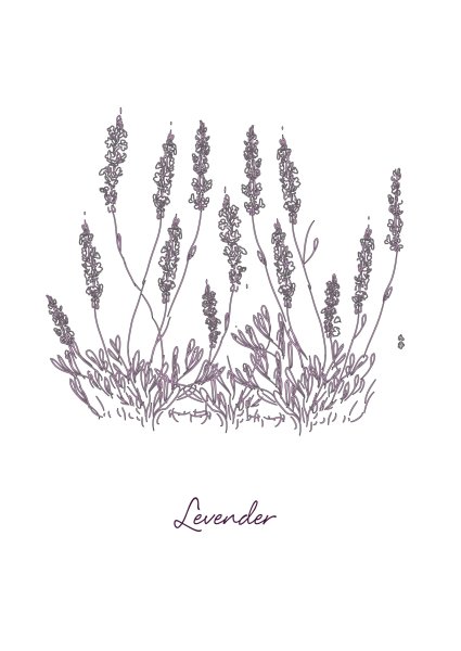 Рисование красками лаванды