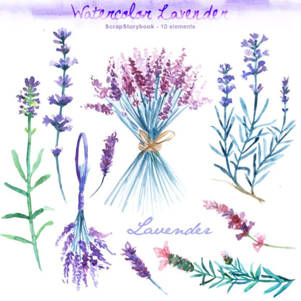 Веточка лаванды акварель
