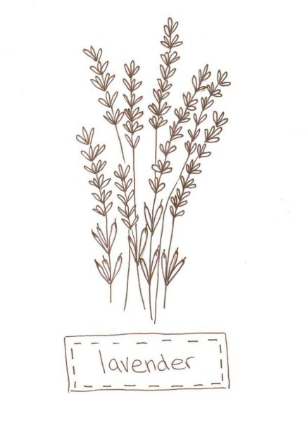 Лаванда рисунок