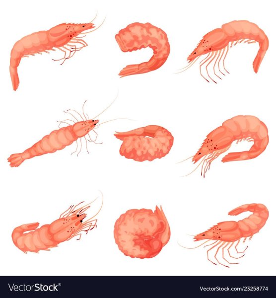 Креветки для рисования