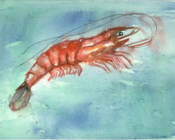 Креветка арт