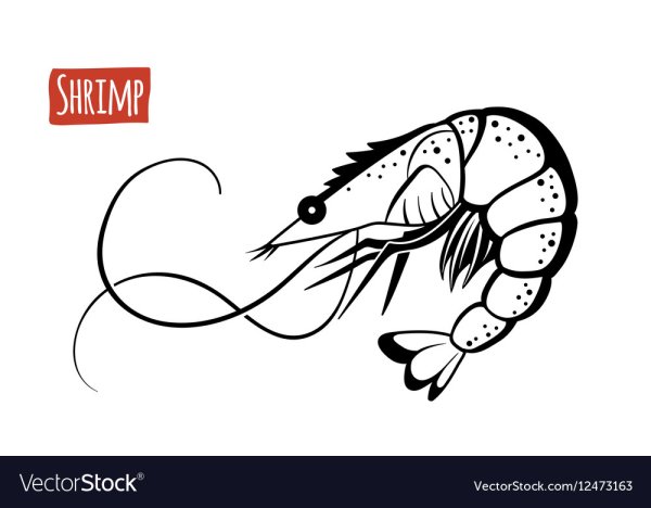 Креветка шаблон